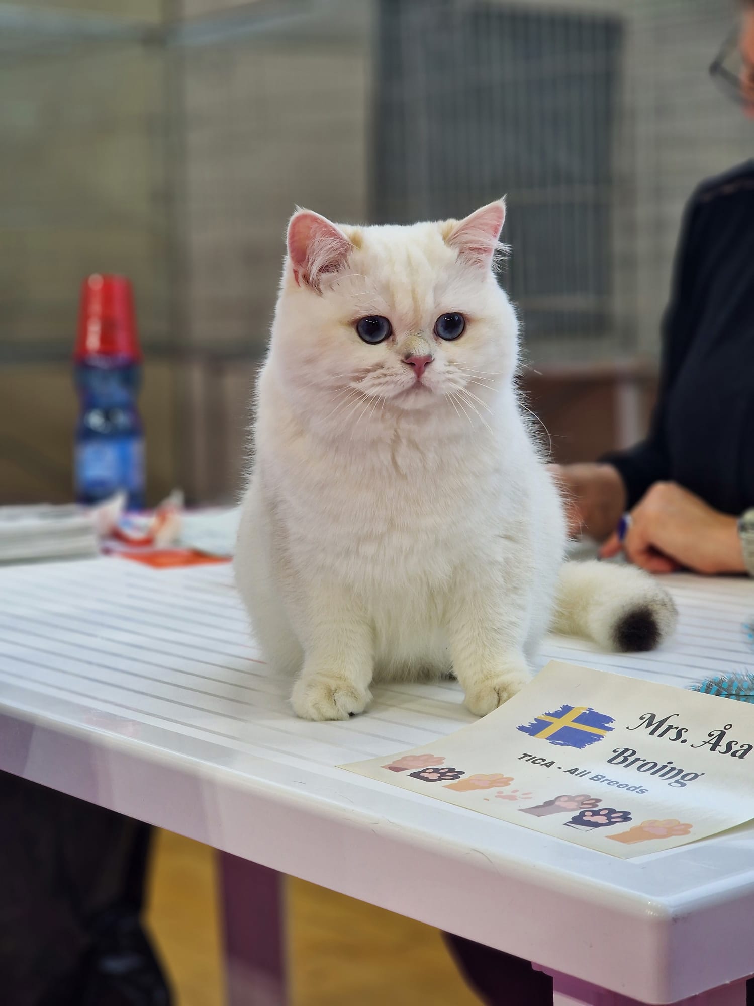 Ronny, gatto di Shadow of Venice